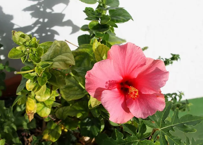 Casa La Ranita * Лос-Силос