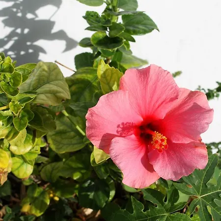 Casa La Ranita * 洛斯瑟罗斯